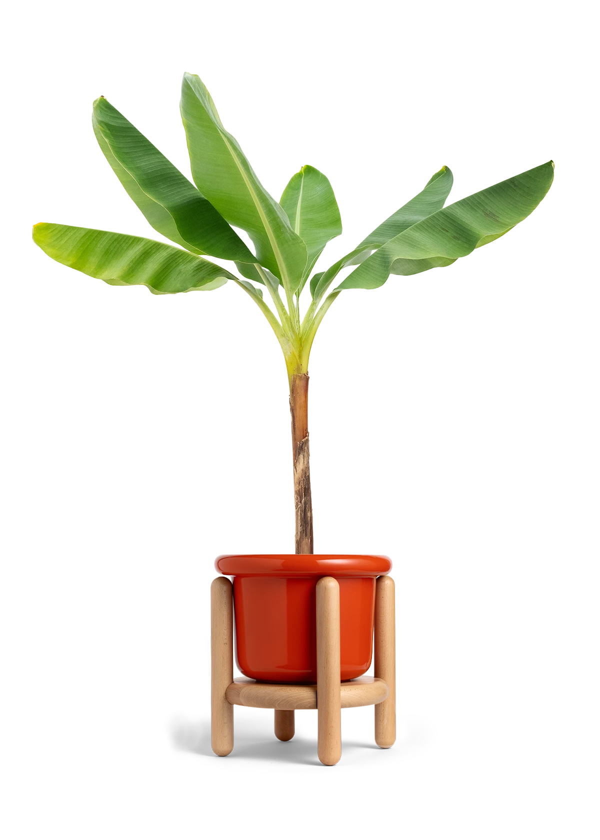 Banana Tree, XL 6 Banana Tree, XL - Image 4