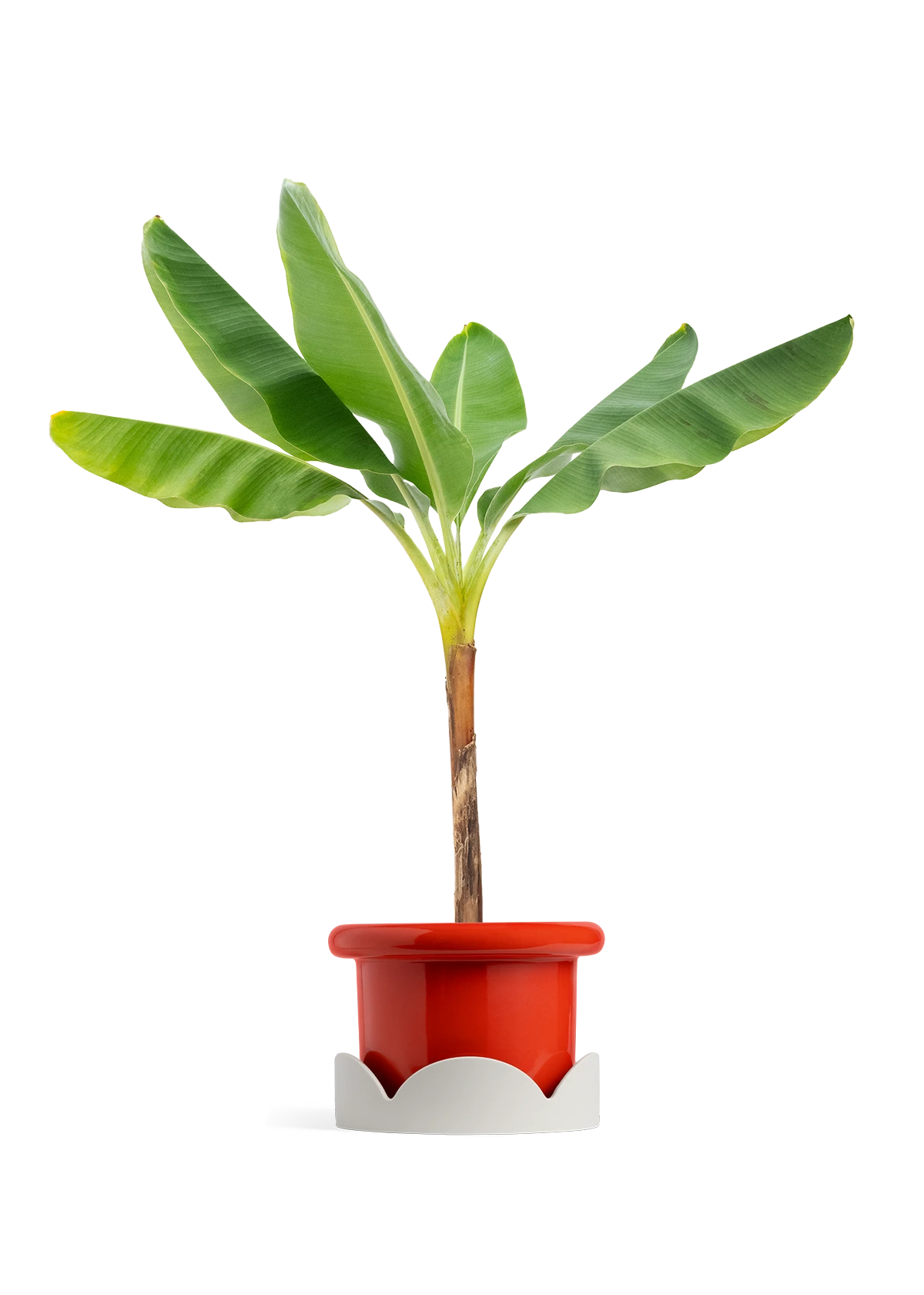 Banana Tree, XL 4 Banana Tree, XL - Image 2