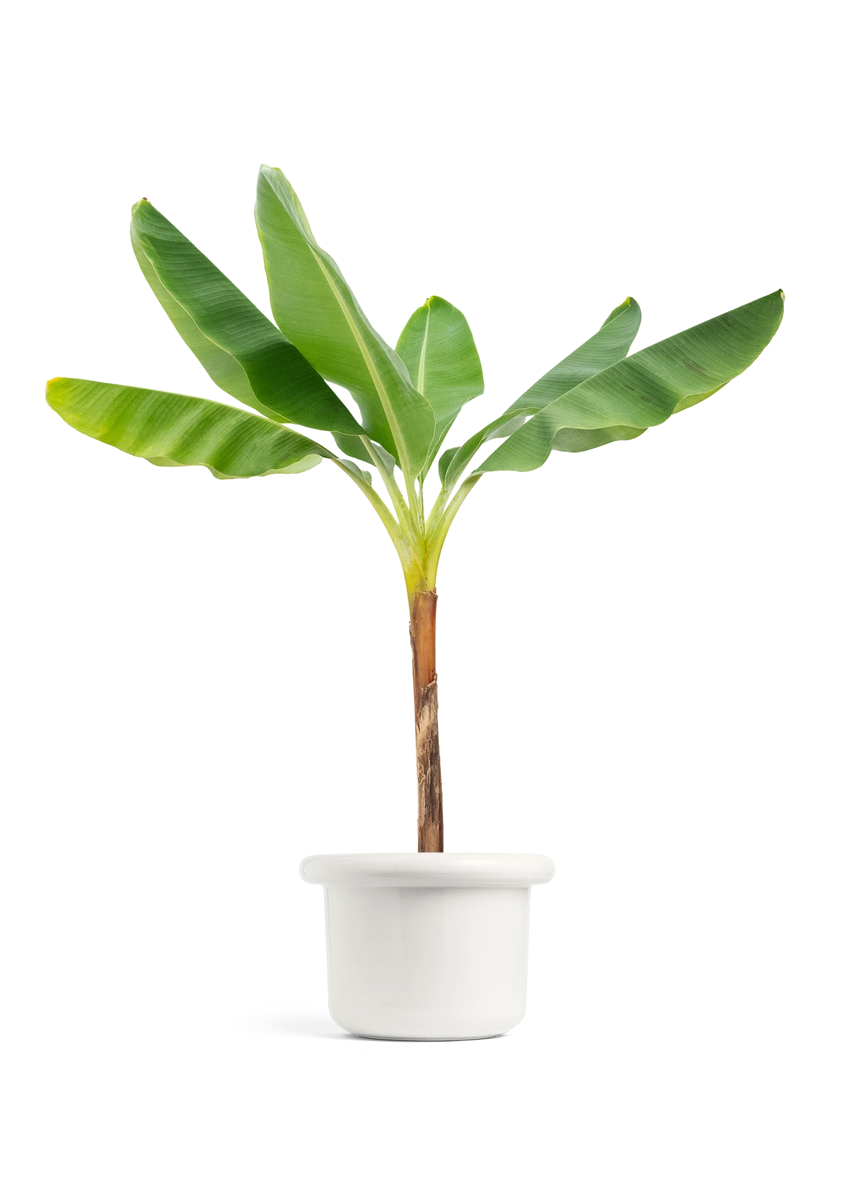 Banana Tree, XL 5 Banana Tree, XL - Image 3