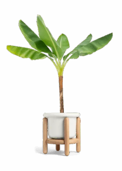 Banana Tree, XL 30 Banana Tree, XL -Home Living Store EDIBLE BANANA 10 FATLIP WHITE STAND 10 bckgrnd transp