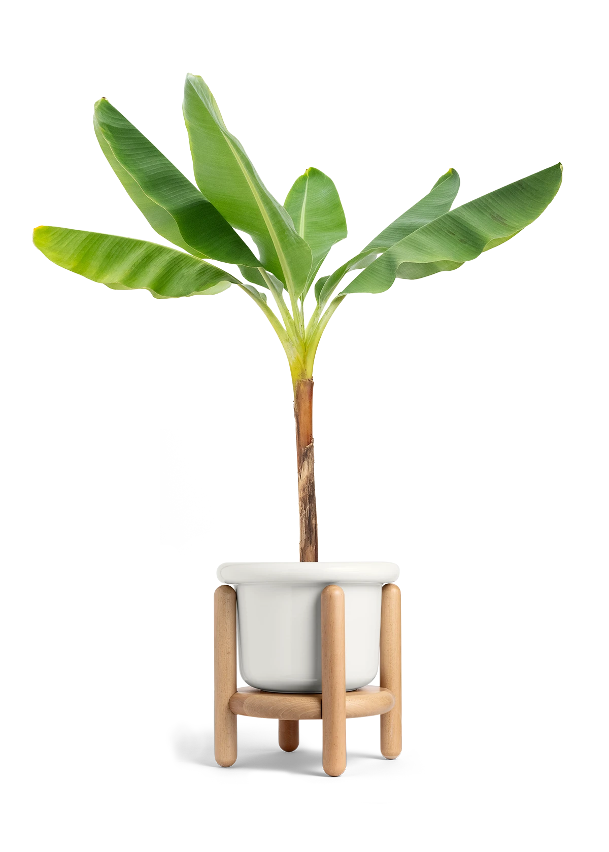 Banana Tree, XL 11 Banana Tree, XL - Image 9