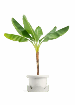 Banana Tree, XL 28 Banana Tree, XL -Home Living Store EDIBLE BANANA 10 FATLIP WHITE TRAY BEIGE 10 bckgrnd transp