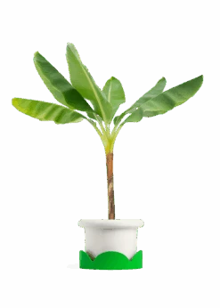 Banana Tree, XL 26 Banana Tree, XL -Home Living Store EDIBLE BANANA 10 FATLIP WHITE TRAY GREEN 10 bckgrnd transp