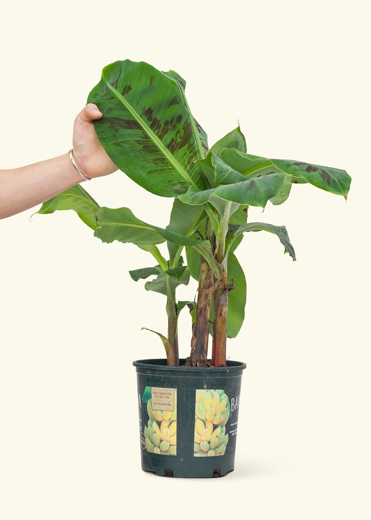 Banana Tree, Large 5 Banana Tree, Large - Image 3
