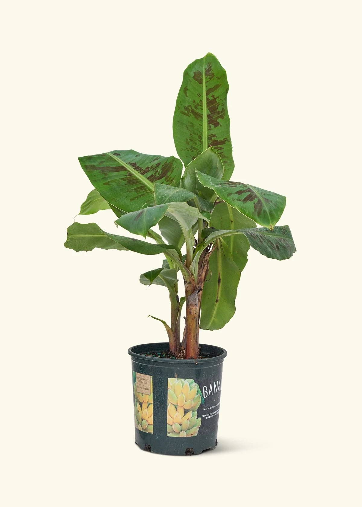 Banana Tree, Large 4 Banana Tree, Large - Image 2