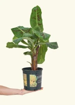 Banana Tree, Large 25 Banana Tree, Large -Home Living Store EDIBLE BANANA 7 5