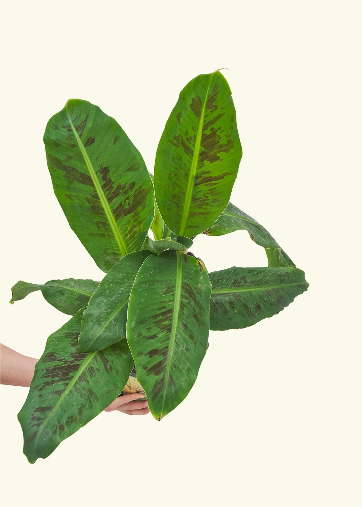 Banana Tree, Large 7 Banana Tree, Large - Image 5