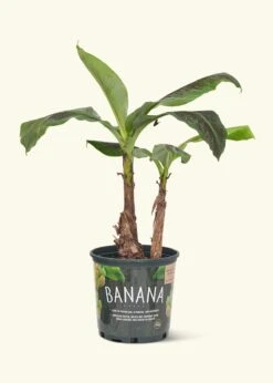 Banana Tree, Large
