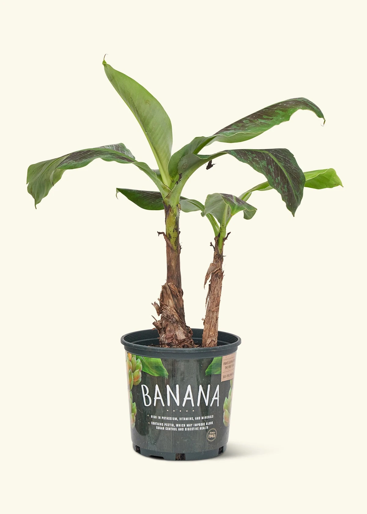 Banana Tree, Large 3 Banana Tree, Large
