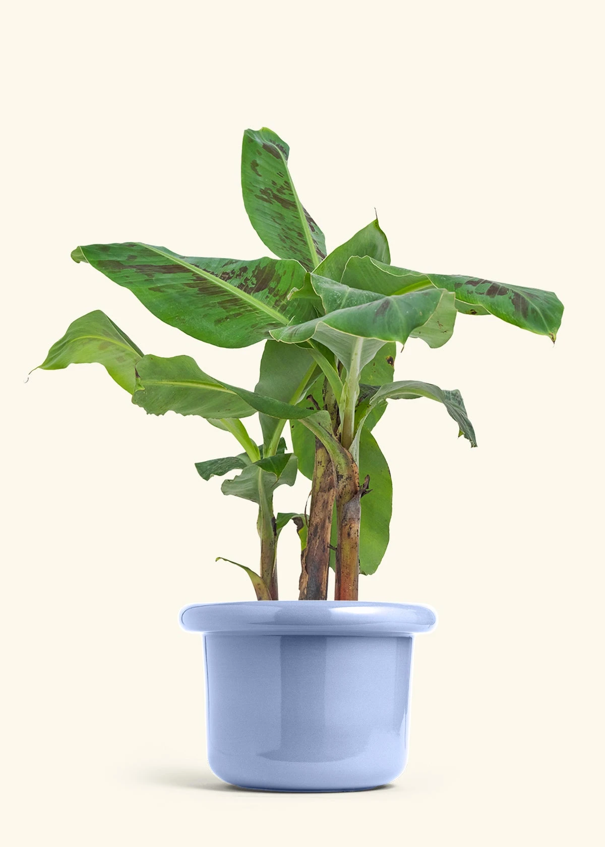 Banana Tree, Large 12 Banana Tree, Large - Image 10