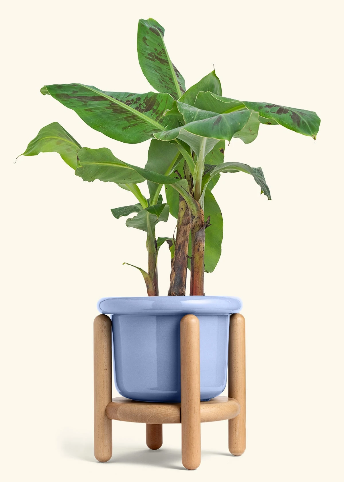Banana Tree, Large 15 Banana Tree, Large - Image 13