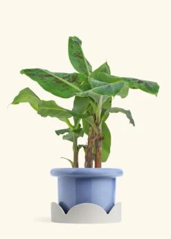 Banana Tree, Large 33 Banana Tree, Large -Home Living Store EDIBLE BANANA 7 FATLIP BLUE TRAY BEIGE 7 bckgrnd cream