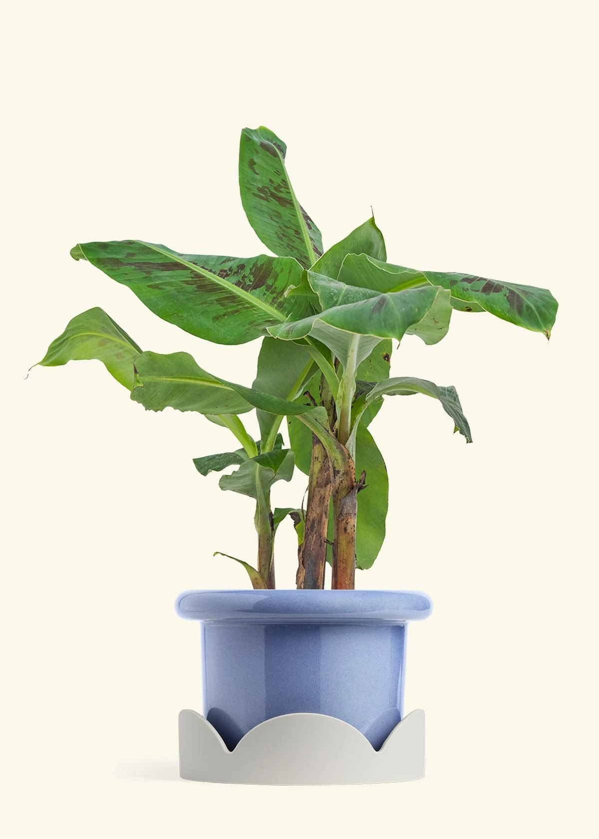 Banana Tree, Large 14 Banana Tree, Large - Image 12