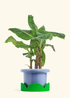 Banana Tree, Large 32 Banana Tree, Large -Home Living Store EDIBLE BANANA 7 FATLIP BLUE TRAY GREEN 7 bckgrnd cream