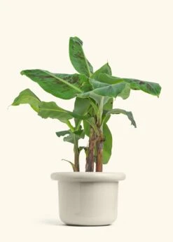 Banana Tree, Large 39 Banana Tree, Large -Home Living Store EDIBLE BANANA 7 FATLIP OAT 7 bckgrnd cream