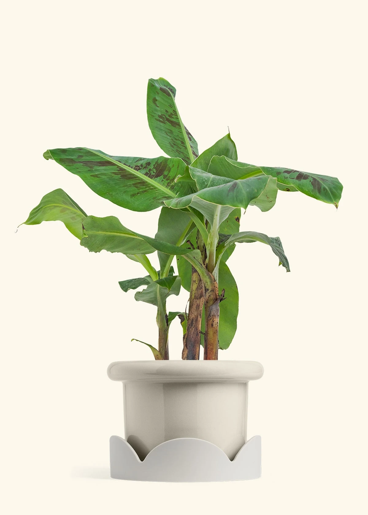 Banana Tree, Large 22 Banana Tree, Large - Image 20