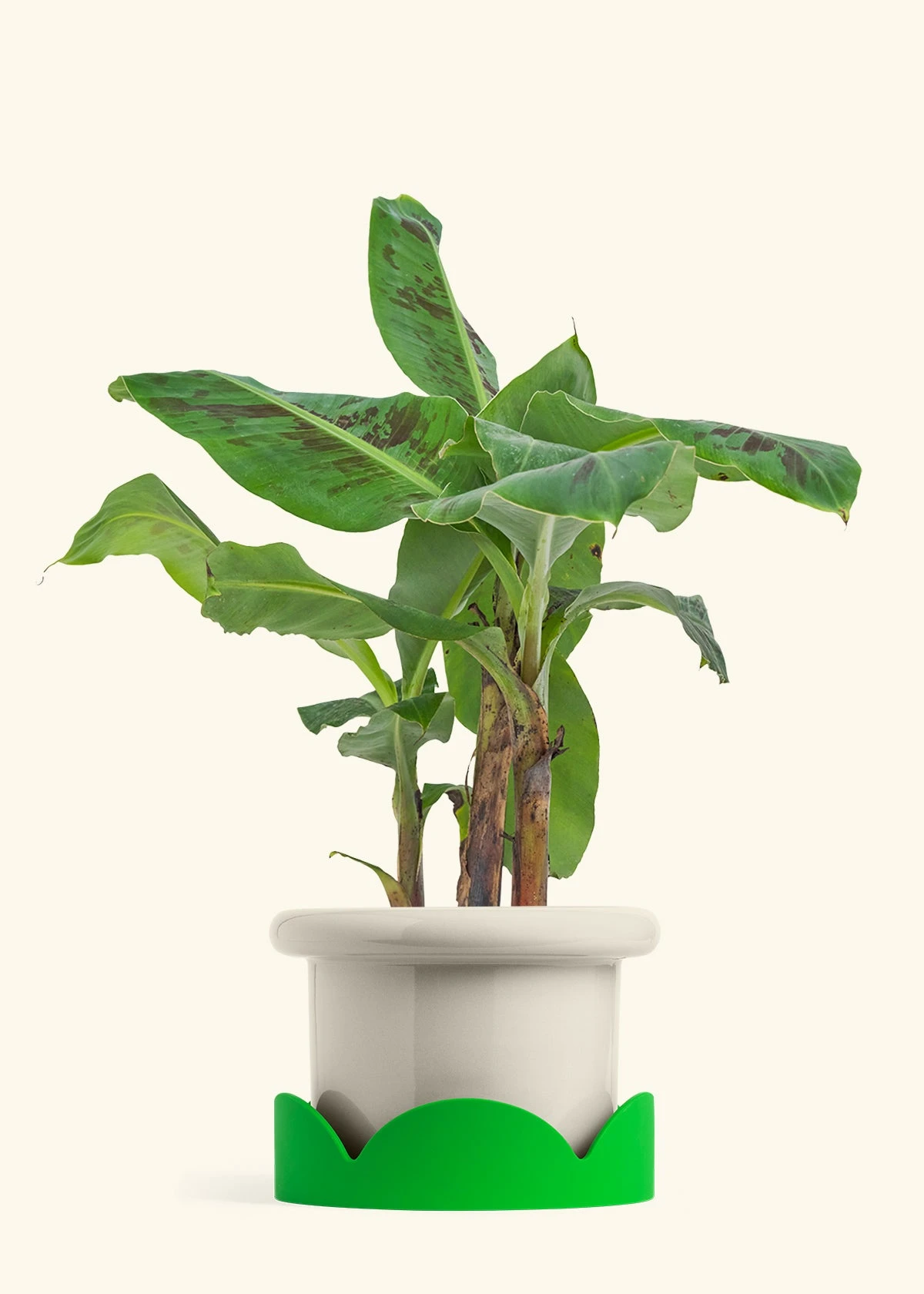 Banana Tree, Large 21 Banana Tree, Large - Image 19