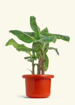 Banana Tree, Large 35 Banana Tree, Large -Home Living Store EDIBLE BANANA 7 FATLIP RED 7 bckgrnd cream