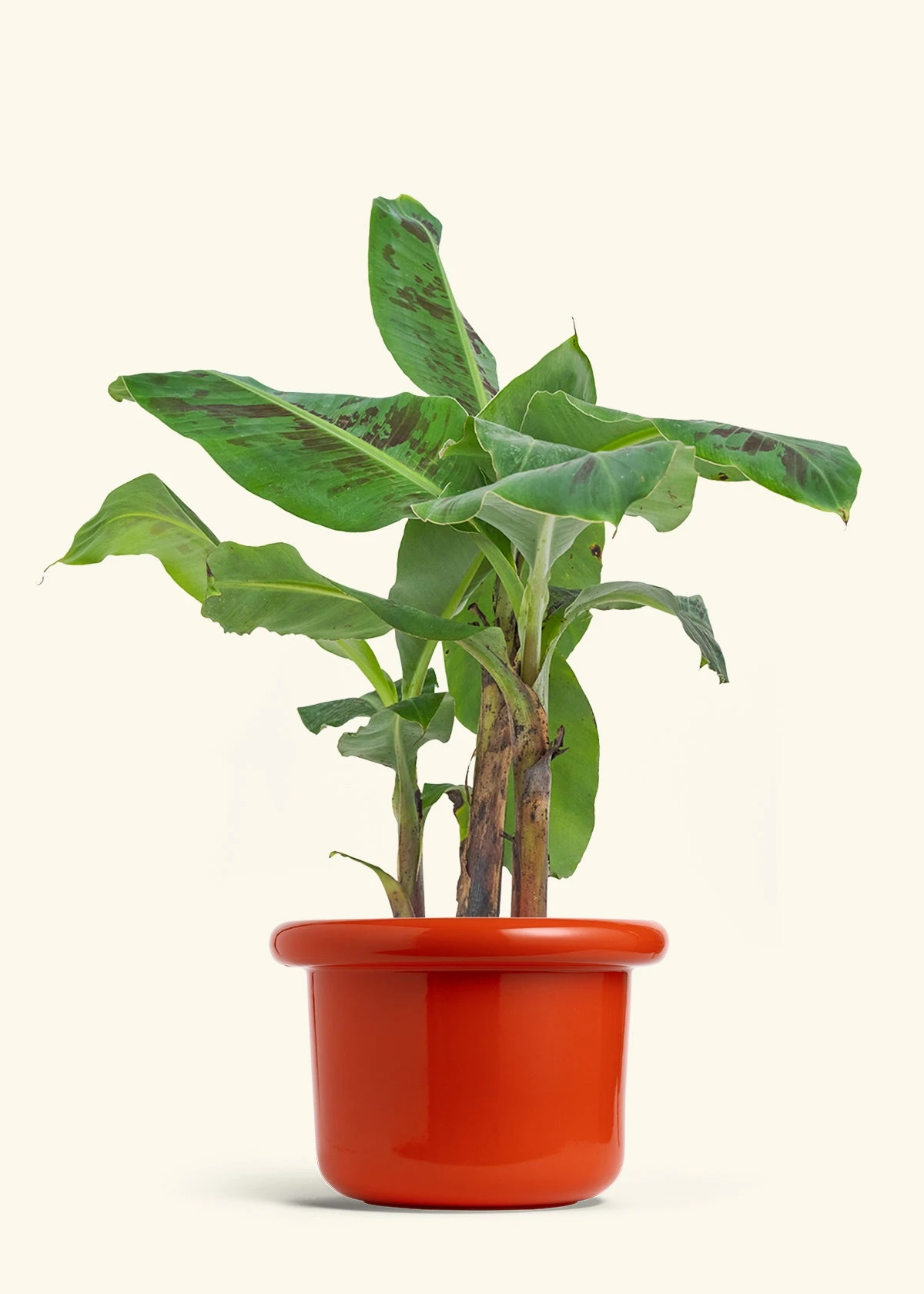 Banana Tree, Large 16 Banana Tree, Large - Image 14