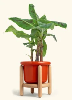 Banana Tree, Large 38 Banana Tree, Large -Home Living Store EDIBLE BANANA 7 FATLIP RED STAND 7 bckgrnd cream