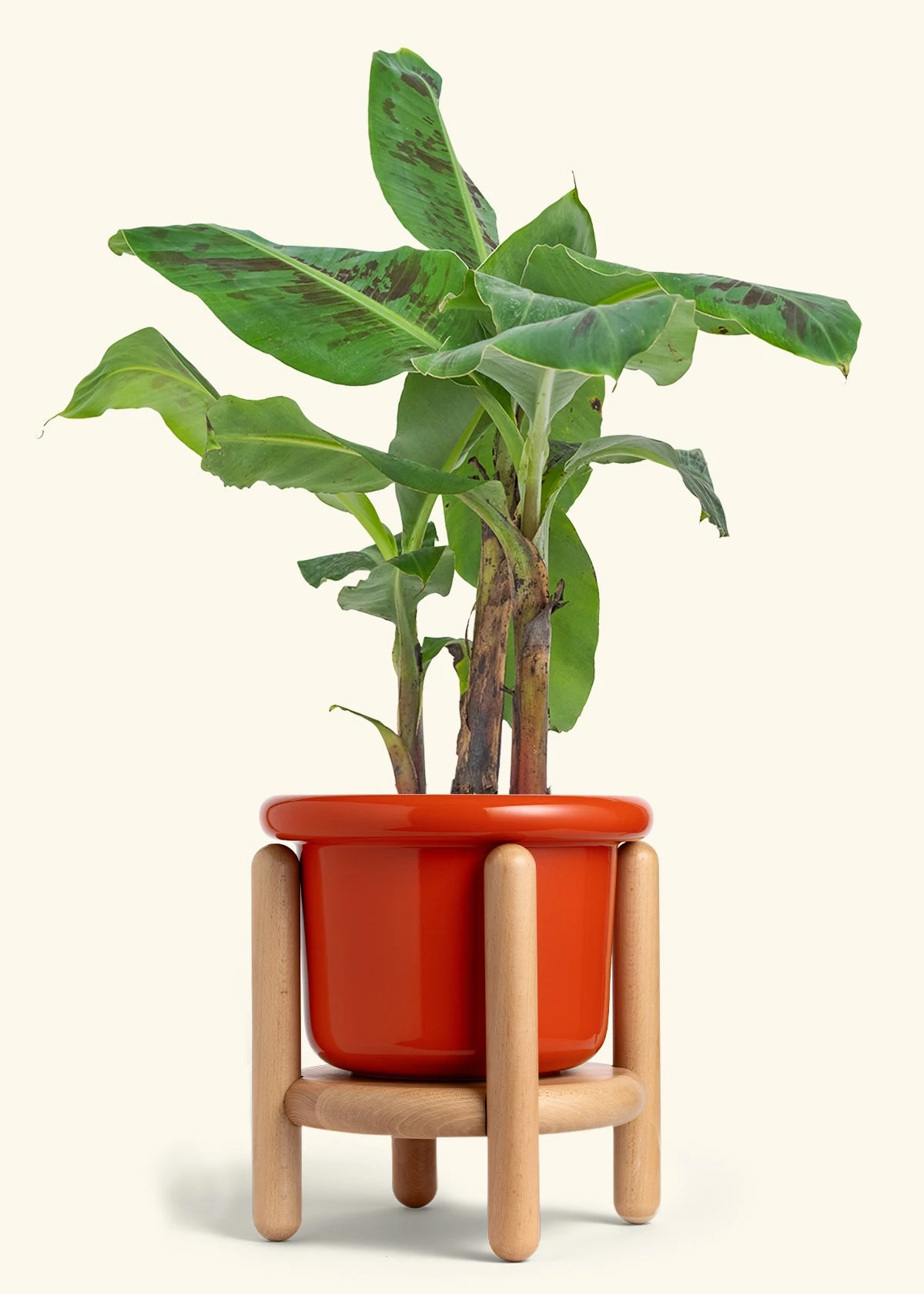 Banana Tree, Large 19 Banana Tree, Large - Image 17