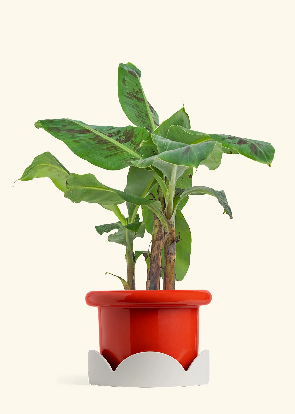 Banana Tree, Large 18 Banana Tree, Large - Image 16