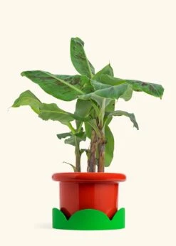 Banana Tree, Large 36 Banana Tree, Large -Home Living Store EDIBLE BANANA 7 FATLIP RED TRAY GREEN 7 bckgrnd cream