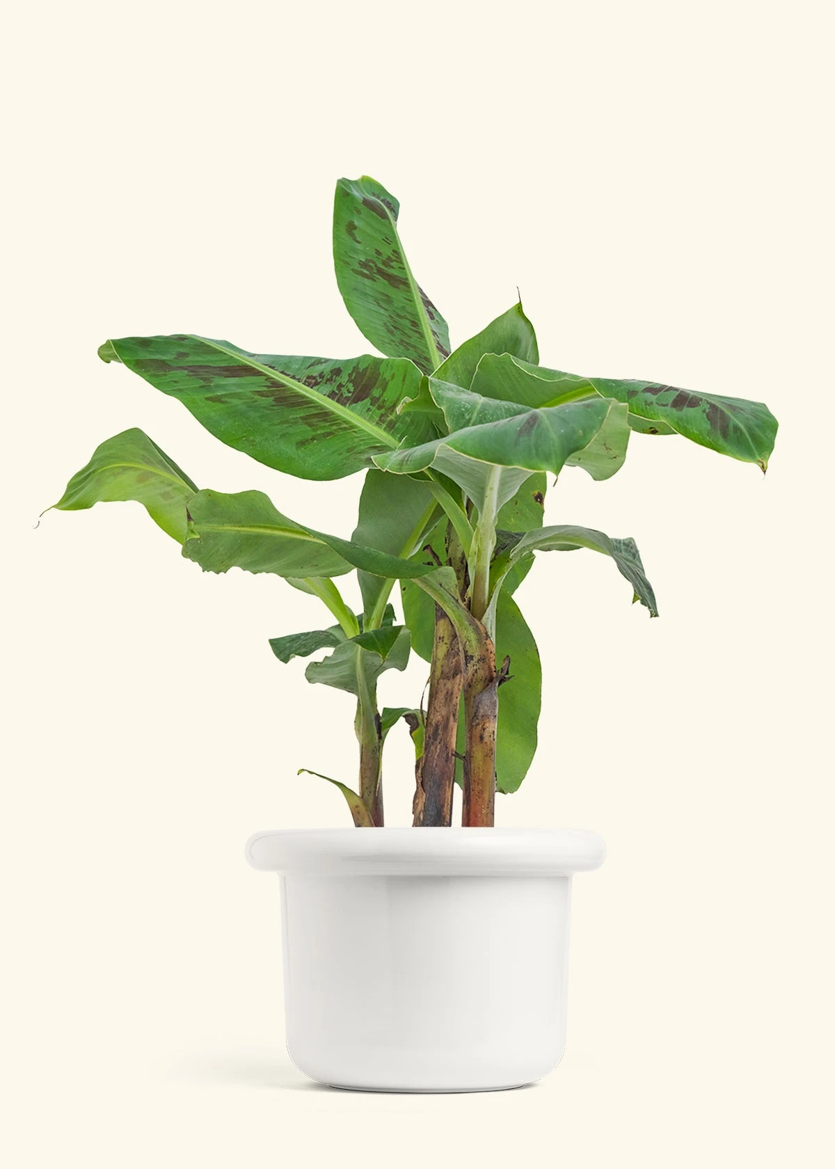 Banana Tree, Large 8 Banana Tree, Large - Image 6