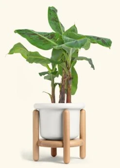 Banana Tree, Large 30 Banana Tree, Large -Home Living Store EDIBLE BANANA 7 FATLIP WHITE STAND 7 bckgrnd cream