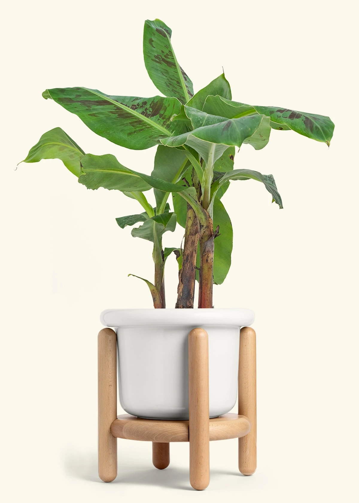 Banana Tree, Large 11 Banana Tree, Large - Image 9