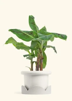 Banana Tree, Large 29 Banana Tree, Large -Home Living Store EDIBLE BANANA 7 FATLIP WHITE TRAY BEIGE 7 bckgrnd cream