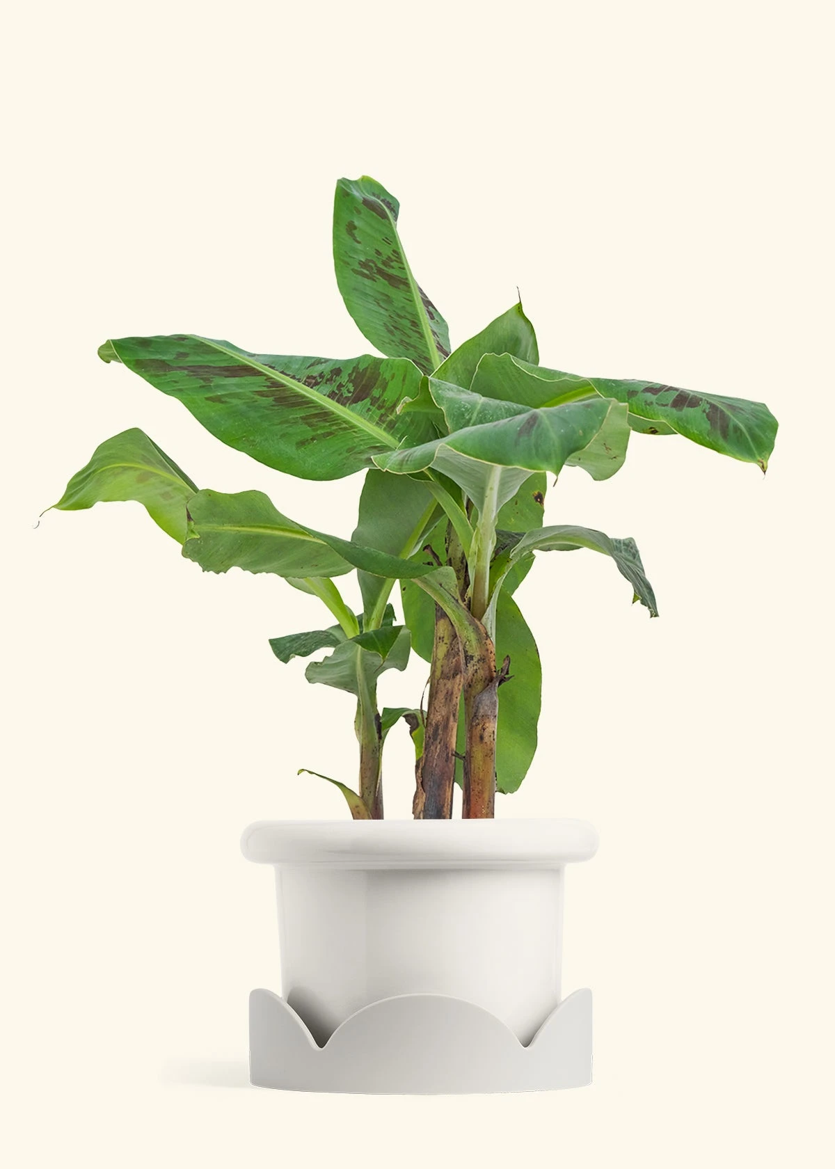 Banana Tree, Large 10 Banana Tree, Large - Image 8