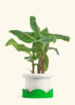 Banana Tree, Large 28 Banana Tree, Large -Home Living Store EDIBLE BANANA 7 FATLIP WHITE TRAY GREEN 7 bckgrnd cream