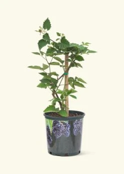 Blackberry Bush, Large