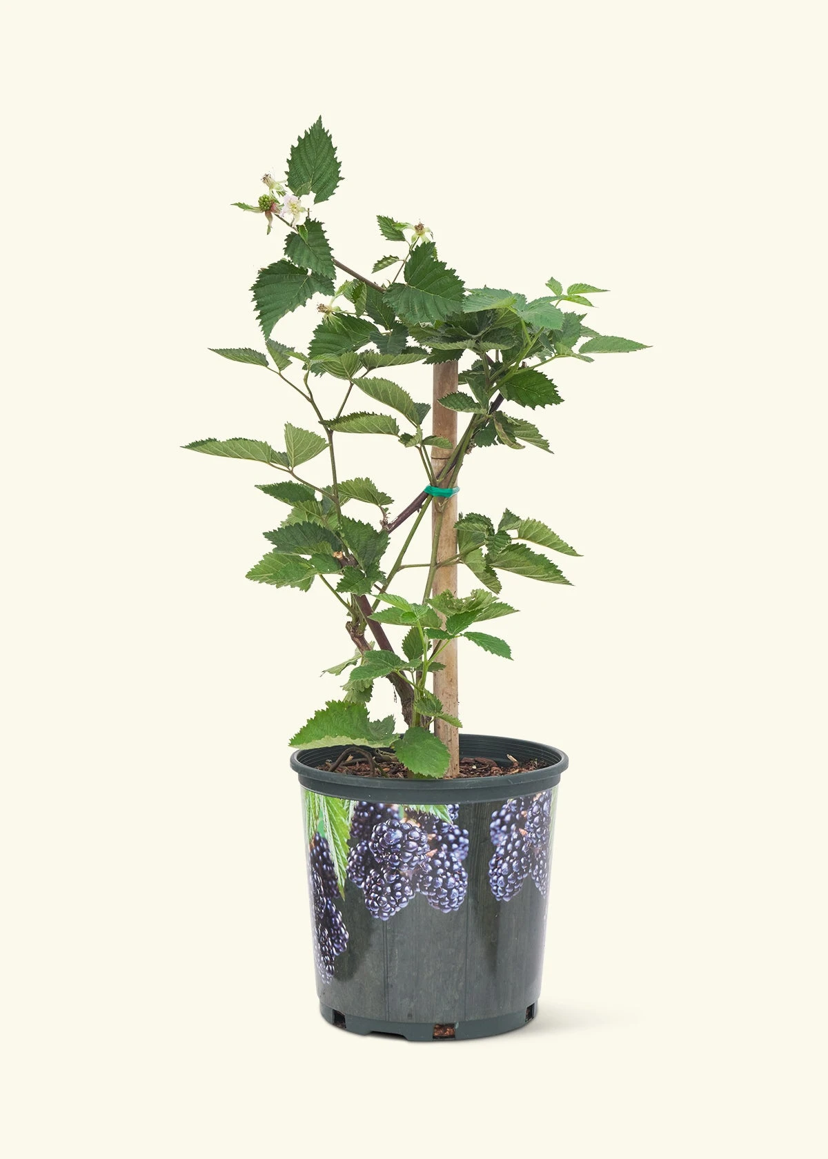 Blackberry Bush, Large 3 Blackberry Bush, Large