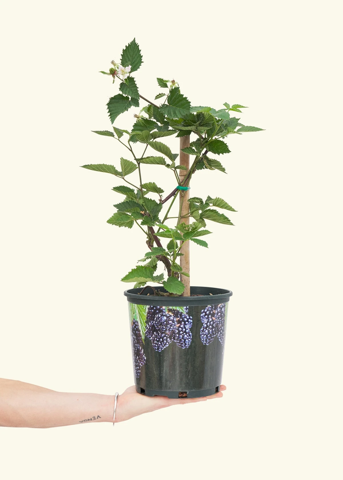 Blackberry Bush, Large 4 Blackberry Bush, Large - Image 2