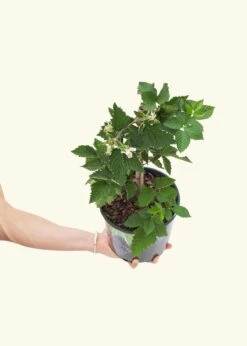 Blackberry Bush, Large 8 Blackberry Bush, Large -Home Living Store EDIBLE BLACKBERRY 7 3