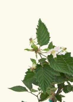 Blackberry Bush, Large 9 Blackberry Bush, Large -Home Living Store EDIBLE BLACKBERRY 7 4