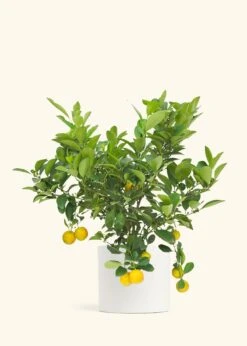 Calamansi Tree -Home Living Store EDIBLE CALAMANSI 7 CLASSIC WHITE 10 bckgrnd cream 40b8bf91 178a 481c afe6 d3f08fa9b64c