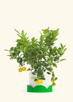 Calamansi Tree -Home Living Store EDIBLE CALAMANSI 7 CLASSIC WHITE TRAY GREEN 10 bckgrnd cream