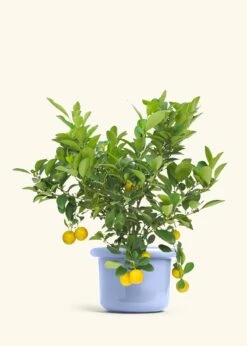 Calamansi Tree -Home Living Store EDIBLE CALAMANSI 7 FATLIP BLUE 10 bckgrnd cream 0b3f8586 78b2 4747 97fb 035f0f112f0e