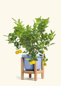 Calamansi Tree -Home Living Store EDIBLE CALAMANSI 7 FATLIP BLUE STAND 10 bckgrnd cream