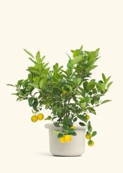 Calamansi Tree -Home Living Store EDIBLE CALAMANSI 7 FATLIP OAT 10 bckgrnd cream df712f4c faf6 4a7d afe7 37c7e5280d45