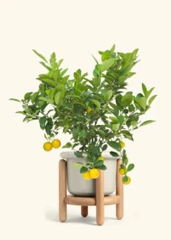Calamansi Tree -Home Living Store EDIBLE CALAMANSI 7 FATLIP OAT STAND 10 bckgrnd cream