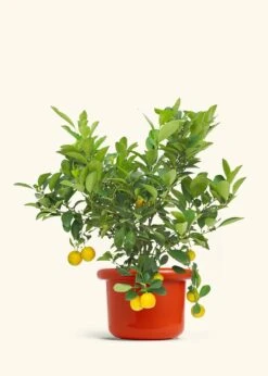 Calamansi Tree -Home Living Store EDIBLE CALAMANSI 7 FATLIP RED 10 bckgrnd cream