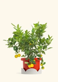 Calamansi Tree -Home Living Store EDIBLE CALAMANSI 7 FATLIP RED TRAY BEIGE 10 bckgrnd cream