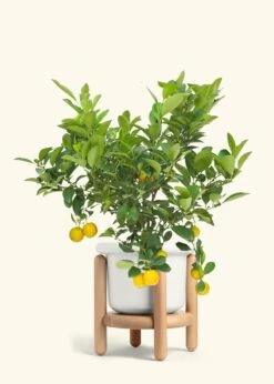 Calamansi Tree -Home Living Store EDIBLE CALAMANSI 7 FATLIP WHITE STAND 10 bckgrnd cream