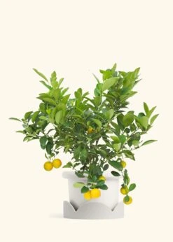 Calamansi Tree -Home Living Store EDIBLE CALAMANSI 7 FATLIP WHITE TRAY BEIGE 10 bckgrnd cream