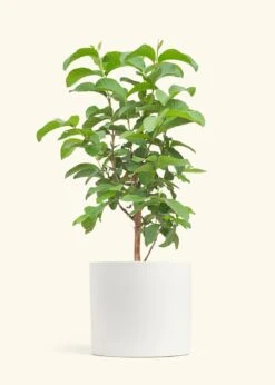Guava Tree, XL -Home Living Store EDIBLE GUAVA 10 CLASSIC WHITE 10 bckgrnd cream