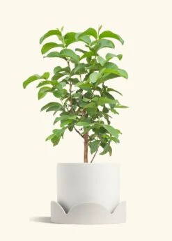 Guava Tree, XL -Home Living Store EDIBLE GUAVA 10 CLASSIC WHITE TRAY BEIGE 10 bckgrnd cream